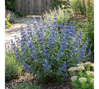 Bloomique - Caryopteris Clandonensis Heavenly Blue - Barbe-Bleue - Plante de Jardin - Rustique - Hauteur 30-50 cm - Pot 19 cm