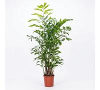 Bloomique - Caryota Mitis - Palmier queue de poisson - Palmier - Plante d'intérieur - Dépolluante - Facile d'entretien - Hauteur 130-140 cm - Pot 27 cm