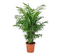 Bloomique - Chamaedorea Elegans - Palmier de Montagne - Plantes d’intérieur - Dépolluante - Sans danger pour les animaux - Facile d’entretien - Hauteur 50-60 cm - Pot 17 cm