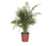 Bloomique - Chamaedorea Elegans - Palmier d'intérieur - Port compact - Robuste - Hauteur 110-120 cm - Pot 24 cm