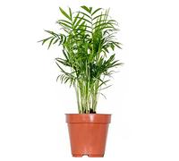 Bloomique - Chamaedorea Elegans - Palmier Nain Mexicain - Plante d’intérieur - Dépolluante - Sans danger pour les animaux - Facile d’entretien - Hauteur 30-40 cm - Pot 12 cm