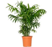 Bloomique - Chamaedorea Elegans - Palmier Nain Mexicain - Plantes d’intérieur - Dépolluantes - Sans danger pour les animaux - Facile d’entretien - 60-80 cm de haut - Pot 18 cm
