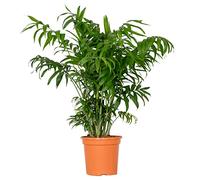 Bloomique - Chamaedorea Elegans - Palmier Nain Mexicain - Plantes d’intérieur - Dépolluantes - Sans danger pour les animaux - Facile d’entretien - 60-80 cm de haut - Pot 18 cm
