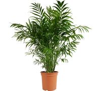 Bloomique - Chamaedorea Elegans - Palmier nain mexicain - Plantes d'intérieur - Purificateur d'air - Respectueux des animaux - Facile d'entretien - 80-100 cm de haut - Pot 20 cm