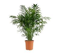 Bloomique - Chamaedorea Elegans - Palmier nain mexicain - Plantes d'intérieur - Purificateur d'air - Respectueux des animaux - Facile d'entretien - 80-100 cm de haut - Pot 20 cm