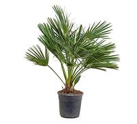 Bloomique - Chamaerops Humilis - Palmier nain européen - Palmier rustique - Plantes de jardin - Hauteur 80-100 cm - Pot 24 cm