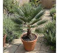 Bloomique - Chamaerops Humilis Vulcano - Palmier nain - Plante de Jardin - Rustique - Hauteur 50-70 cm - Pot 24 cm
