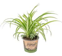 Bloomique - Chlorophytum 'Variegatum' - Plante araignée - Dépolluante - Sans danger - 20-30 cm de Haut - Pot 12 cm
