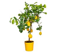 Bloomique - Citrus limon - Citronnier - Arbre fruitier - Citrus - Plante de jardin - 60-80 cm de Haut - Pot 21 cm
