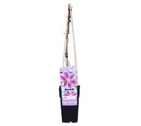 Bloomique - Clematis 'Piilu' - Clématite à grandes fleurs - Rose-violet - Plantes grimpantes - Plantes de jardin - Rustiques - 50-70 cm de haut - Pot 15 cm