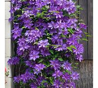 Bloomique - Clematis 'The President' - Clématite violette - Plantes grimpantes - Plantes de jardin - Rustiques - Hauteur 50-70 cm - Pot 15 cm