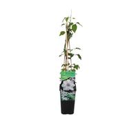Bloomique - Clématite Miss Bateman - Vigne forestière - Blanche - Plantes grimpantes - Plantes de jardin - Rustique - Pot 15 cm - 70-80 cm de haut