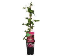 Bloomique - Clématite Ville de Lyon - Vigne forestière - Rose foncé - Plantes grimpantes - Plantes de jardin - Rustique - Pot 15cm - 70-80cm de haut