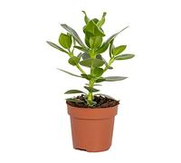 Bloomique - Clusia Rosea - Arbre à cochons - Plante d’intérieur - Dépolluante - Facile à entretenir - 20-30 cm de haut - Pot 12 cm