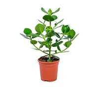 Bloomique - Clusia Rosea - Arbre cochon - Plantes d’intérieur - Dépolluante - Facile à entretenir - 50-60 cm de haut - Pot 17 cm