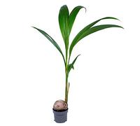 Bloomique - Cocos Nucifera - Cocotier - Plantes d’intérieur - Dépolluante - Sans danger pour les animaux - Hauteur 70-90 cm - Pot 19 cm