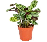 Bloomique - Ctenanthe Burle-Marxii - Plante de prière - Plante d’intérieur - Sans danger pour les animaux - Dépolluante - 20-30 cm de haut - Pot 12 cm