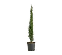 Bloomique - Cupressus Sempervirens - Cyprès italien - Plantes jardin - Rustiques - Persistant - 80-100 cm haut - Pot 18 cm