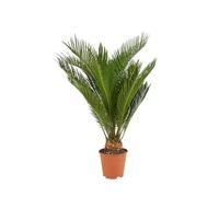Bloomique - Cycas Revoluta - Palmier de la Paix - Sagoutier - Fougère Cycas - Plantes d'intérieur - Très Facile d'Entretien - 40-50 cm de Haut - Pot 15 cm