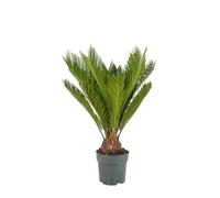 Bloomique - Cycas Revoluta - Palmier de la paix - Sagoutier - Plante d’intérieur - Très facile d’entretien - Hauteur 60-80 cm - Pot 17 cm