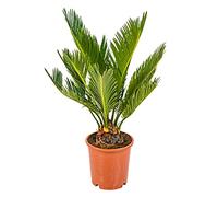 Bloomique - Cycas Revoluta - Palmier Sagou - Palmier d'intérieur - Plantes d’intérieur - Très Facile à Entretenir - 30-40 cm de Haut - Pot 12 cm