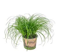 Bloomique - Cyperus zumula - Herbe à chat - Plante d’intérieur - Sans danger pour les animaux - 20-30 cm de Haut - Pot 12 cm