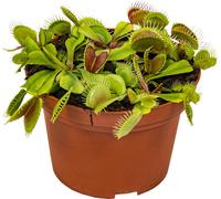 Bloomique - Dionaea Muscipula - Dionée Attrape-Mouche - Plante Carnivore - Plantes d’intérieur - 10-15 cm de Haut - Pot 12 cm