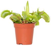 Bloomique - Dionaea Muscipula - Dionée Attrape-Mouche - Plante Carnivore - Plantes d’intérieur - 5-10 cm de Haut - Pot 6 cm