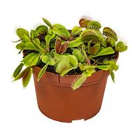 Bloomique - Dionaea Muscipula - Dionée Attrape-Mouche - Plante Carnivore - Plantes d’intérieur - Hauteur 10-15 cm - Pot 12 cm