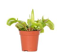 Bloomique - Dionaea Muscipula - Dionée Attrape-Mouche - Plante Carnivore - Plantes d’intérieur - Hauteur 5-10 cm - Pot 6 cm