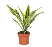 Bloomique - Dracaena Lemon Lime - Dragonnier - Plante d’intérieur - Dépolluante - Très facile à entretenir - 20-30 cm de haut - Pot 12 cm