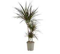 Bloomique - Dracaena Marginata - Arbre Sang-Dragon - Plantes d'intérieur - Purifiant l'air - Très facile d'entretien - 90-110 cm de haut - Pot 21 cm
