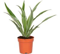 Bloomique - Dracaena Marginata - Dragonnier - Plante d’intérieur - Dépolluante - Très facile à entretenir - 20-30 cm de haut - Pot 12 cm