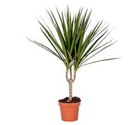 Bloomique - Dracaena Marginata - Dragonnier - Plante d’intérieur - Dépolluante - Très facile à entretenir - Hauteur 30-40 cm - Pot 12 cm