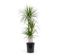 Bloomique - Dracaena Marginata - Dragonnier - Plante d'intérieur - Facile d'entretien - Hauteur 120-140 cm - Pot 24 cm
