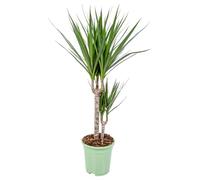 Bloomique - Dragonier - Dracaena 'Marginata' chaque - Plante d'intérieur - Hauteur 65-75 cm - Pot 17 cm