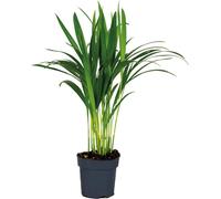 Bloomique - Dypsis Lutescens - Palmier Areca - Plante d’intérieur - Dépolluante - Sans danger pour les animaux - 30-40 cm de haut - Pot 12 cm