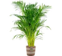 Bloomique - Dypsis Lutescens - Palmier Areca - Plante d’intérieur - Dépolluante - Sans danger pour les animaux - 100-110 cm de haut - Panier en jute 21 cm