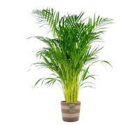 Bloomique - Dypsis Lutescens - Palmier Areca - Plante d’intérieur - Dépolluante - Sans danger pour les animaux - 100-110 cm de haut - Panier en jute 21 cm