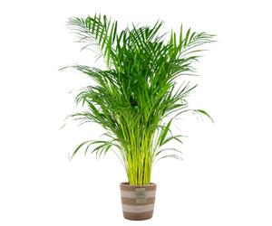 Bloomique - Dypsis Lutescens - Palmier Areca - Plante d’intérieur - Dépolluante - Sans danger pour les animaux - 100-110 cm de haut - Panier en jute 21 cm