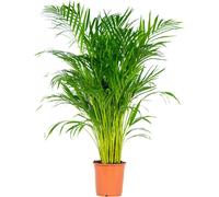 Bloomique - Dypsis Lutescens - Palmier Areca - Plantes d’intérieur - Dépolluante - Sans danger pour les animaux - Hauteur 100-110 cm - Pot 21 cm