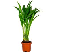 Bloomique - Dypsis Lutescens - Palmier Areca - Plantes d’intérieur - Dépolluante - Sans danger pour les animaux - Hauteur 20-30 cm - Pot 10,5 cm