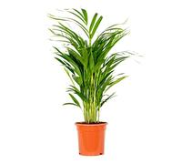 Bloomique - Dypsis Lutescens - Palmier Areca - Plantes d’intérieur - Dépolluante - Sans danger pour les animaux - Hauteur 60-70 cm - Pot 17 cm