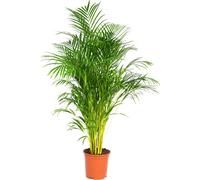 Bloomique - Dypsis Lutescens - Palmier Areca - Plantes d’intérieur - Dépolluante - Sans danger pour les animaux - Hauteur 130-150 cm - Pot 24 cm