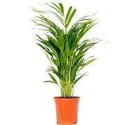 Bloomique - Dypsis Lutescens - Palmier Areca - Plantes d’intérieur - Dépolluante - Sans danger pour les animaux - Hauteur 60-70 cm - Pot 17 cm