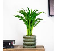 Bloomique - Dypsis Lutescens - Palmier Areca - Plantes d’intérieur - Dépolluante - Sans danger pour les animaux - Hauteur 40-50 cm - Pot 14 cm