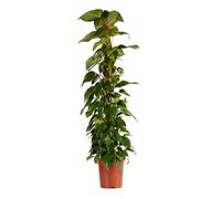 Bloomique - Epipremnum Aureum - Avec tige de mousse - Lierre dragon - Plante grimpante - Plante d'intérieur XXL - Purificateur d'air - Hauteur 140-160 cm - Pot 27 cm