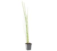 Bloomique - Equisetum Japonicum - Prêle du Japon - Plantes de bassin - Plantes aquatiques - Rustique - Hauteur 20-30 cm - Pot 9 cm
