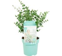 Bloomique – Eucalyptus Gunnii Azura – Eucalyptus – Plantes de jardin – Rustique – 30-50 cm de haut – Pot 15 cm