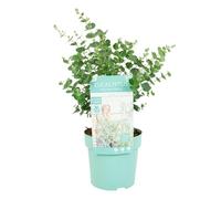 Bloomique - Eucalyptus Gunnii Azura - Eucalyptus - Plantes de jardin - Rustique - Hauteur 30-50 cm - Pot 15 cm